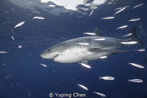 Great White Shark by Yuping Chen 